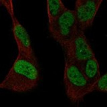 Anti-SSBP2 antibody produced in rabbit Prestige Antibodies&#174; Powered by Atlas Antibodies, affinity isolated antibody, buffered aqueous glycerol solution