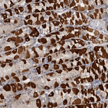 Anti-EDEM3 antibody produced in rabbit Prestige Antibodies&#174; Powered by Atlas Antibodies, affinity isolated antibody, buffered aqueous glycerol solution, Ab1