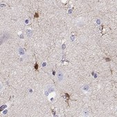 Anti-LINGO1 antibody produced in rabbit Prestige Antibodies® Powered by Atlas Antibodies, affinity isolated antibody