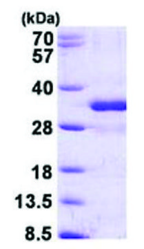 FGF14 human recombinant, expressed in E. coli, &#8805;90% (SDS-PAGE)