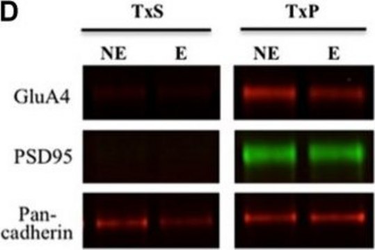 Anti-Glutamate Receptor 4 Antibody Chemicon&#174;, from rabbit