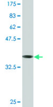 Monoclonal Anti-TUFT1 antibody produced in mouse clone 2C10, purified immunoglobulin, buffered aqueous solution