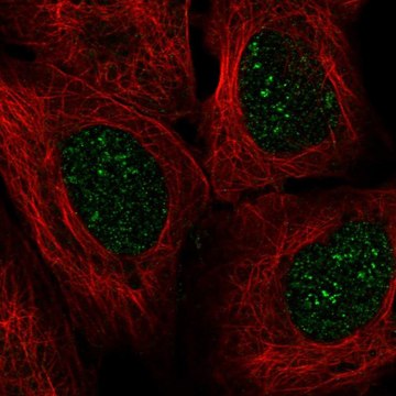 Anti-EN2 antibody produced in rabbit Prestige Antibodies&#174; Powered by Atlas Antibodies, affinity isolated antibody