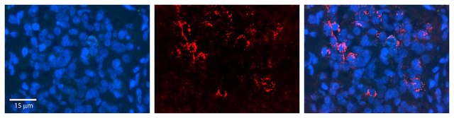 Anti-NOMO1 (ab2) antibody produced in rabbit affinity isolated antibody