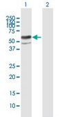 Anti-ENTPD8 antibody produced in mouse IgG fraction of antiserum, buffered aqueous solution