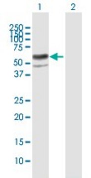 Anti-ENTPD8 antibody produced in mouse IgG fraction of antiserum, buffered aqueous solution