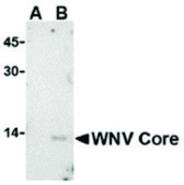 Anti-WEST NILE VIRUS CORE antibody produced in rabbit affinity isolated antibody