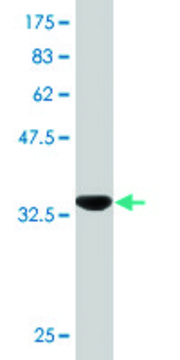 Monoclonal Anti-PAEP antibody produced in mouse clone 4E4, purified immunoglobulin, buffered aqueous solution