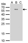 Monoclonal Anti-Dengue virus Envelope protein antibody produced in mouse clone GT214, affinity isolated antibody
