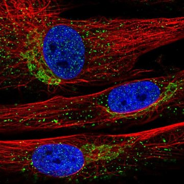 Anti-INMT antibody produced in rabbit Prestige Antibodies&#174; Powered by Atlas Antibodies, affinity isolated antibody