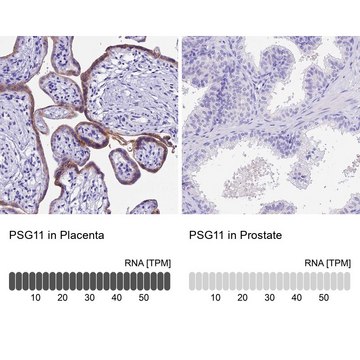 Anti-PSG11 antibody produced in rabbit Prestige Antibodies® Powered by Atlas Antibodies, affinity isolated antibody, buffered aqueous glycerol solution