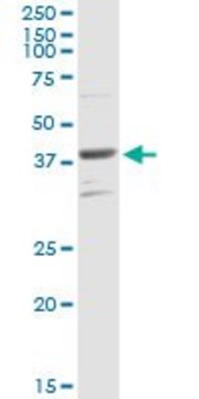 Anti-PARD6B antibody produced in rabbit purified immunoglobulin, buffered aqueous solution