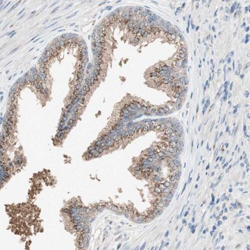 Anti-SEC16A antibody produced in rabbit Prestige Antibodies&#174; Powered by Atlas Antibodies, affinity isolated antibody, buffered aqueous glycerol solution