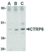 Anti-CTRP6 antibody produced in rabbit affinity isolated antibody