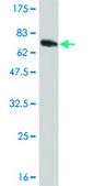 Monoclonal Anti-ZNF24 antibody produced in mouse clone 4A1, purified immunoglobulin, buffered aqueous solution