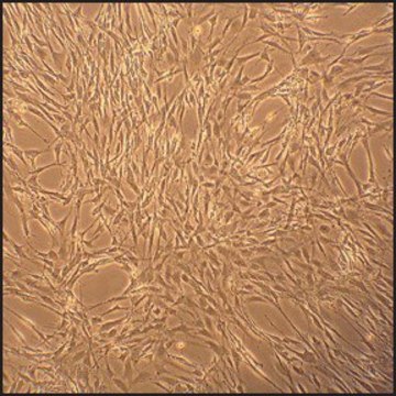 Rat Skeletal Muscle Cells: RSkMC, adult