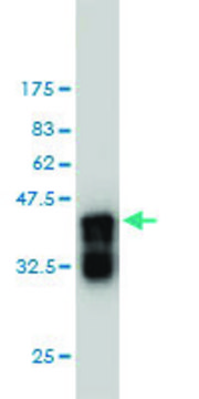 Monoclonal Anti-APBB2 antibody produced in mouse clone 2D8, purified immunoglobulin, buffered aqueous solution