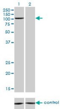 Monoclonal Anti-PCAF antibody produced in mouse clone 1H2, purified immunoglobulin, buffered aqueous solution