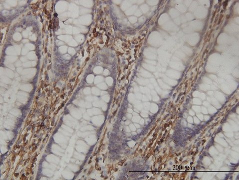 Monoclonal Anti-SHMT1 antibody produced in mouse clone 4F9, purified immunoglobulin, buffered aqueous solution