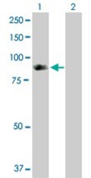 Anti-SH2D3C antibody produced in rabbit purified immunoglobulin, buffered aqueous solution