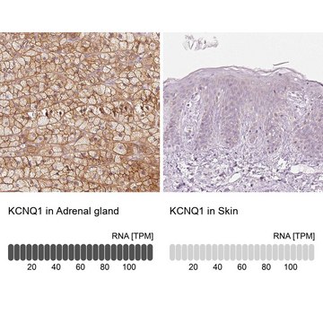 Anti-KCNQ1 antibody produced in rabbit Prestige Antibodies&#174; Powered by Atlas Antibodies, affinity isolated antibody, buffered aqueous glycerol solution