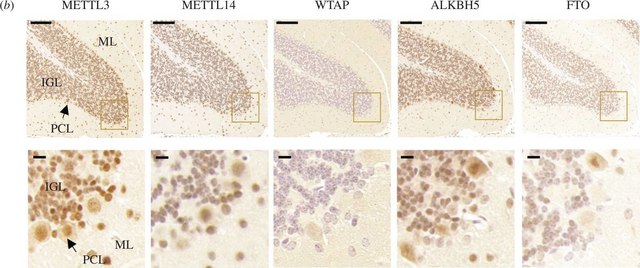 Anti-ALKBH5 antibody produced in rabbit Prestige Antibodies&#174; Powered by Atlas Antibodies, affinity isolated antibody, buffered aqueous glycerol solution