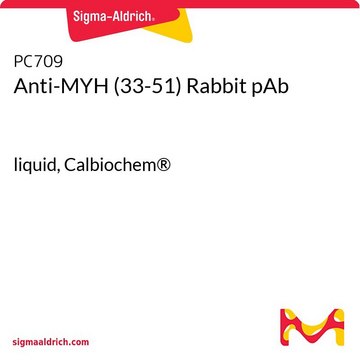 Anti-MYH (33-51) Rabbit pAb liquid, Calbiochem&#174;