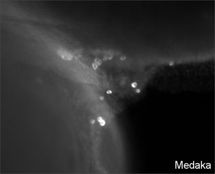 Anti-Vasa antibody produced in rabbit affinity isolated antibody