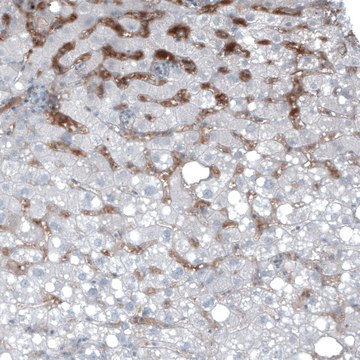 Monoclonal Anti-AFP antibody produced in mouse Prestige Antibodies&#174; Powered by Atlas Antibodies, clone CL9772, purified immunoglobulin, buffered aqueous glycerol solution