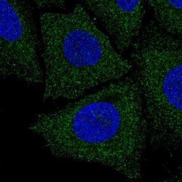 Anti-LIX1L antibody produced in rabbit Prestige Antibodies&#174; Powered by Atlas Antibodies, affinity isolated antibody