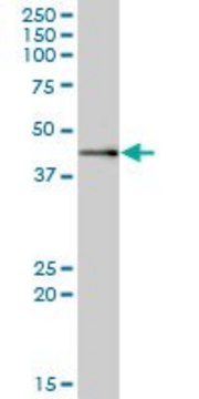 Anti-MRPS9 antibody produced in mouse IgG fraction of antiserum, buffered aqueous solution