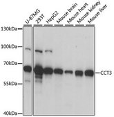 Anti-CCT3 antibody produced in rabbit