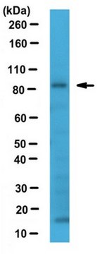 Anti-Sec23B Antibody from rabbit, purified by affinity chromatography