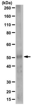 Anti-SPTLC3 Antibody from rabbit