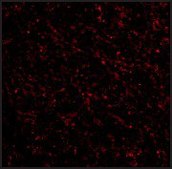 Anti-NK3R antibody produced in rabbit affinity isolated antibody, buffered aqueous solution