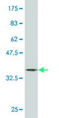 Monoclonal Anti-ERF antibody produced in mouse clone 3F11, purified immunoglobulin, buffered aqueous solution
