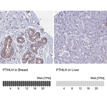 Anti-PTHLH antibody produced in rabbit Prestige Antibodies&#174; Powered by Atlas Antibodies, affinity isolated antibody, buffered aqueous glycerol solution