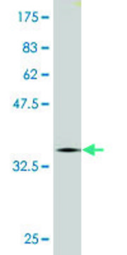 Monoclonal Anti-CNOT2 antibody produced in mouse clone 3F1, purified immunoglobulin, buffered aqueous solution