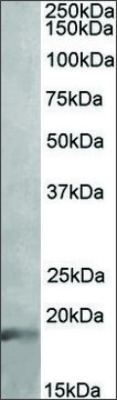 Anti-IL17A antibody produced in goat affinity isolated antibody, buffered aqueous solution