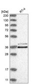 Anti-CLNS1A antibody produced in rabbit Prestige Antibodies® Powered by Atlas Antibodies, affinity isolated antibody, buffered aqueous glycerol solution