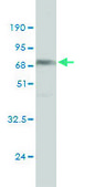 Monoclonal Anti-NDRG4 antibody produced in mouse clone 2G3, purified immunoglobulin, buffered aqueous solution