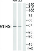 Anti-MT-ND1 antibody produced in rabbit affinity isolated antibody