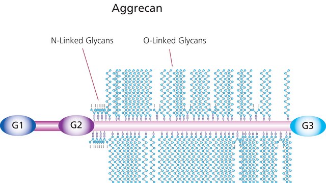 Aggrecan from bovine articular cartilage lyophilized powder (from a sterile-filtered solution)