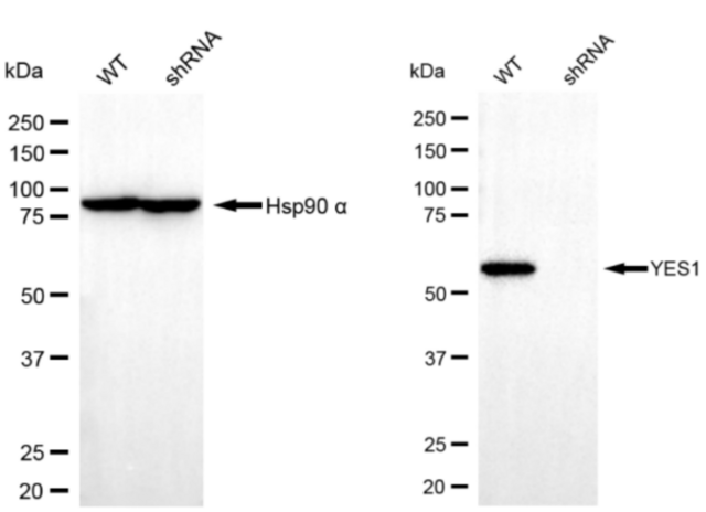 KD-Validated Anti YES1 Antibody, clone 23GB4945, Rabbit Monoclonal clone 23GB4945, recombinant rabbit monoclonal, expressed in HEK293 cells