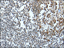 Anti-IWS1 affinity isolated antibody