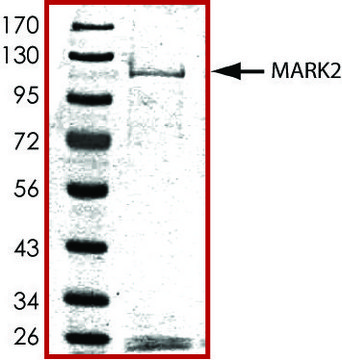 MARK2, active, GST tagged human PRECISIO&#174; Kinase, recombinant, expressed in baculovirus infected Sf9 cells, &#8805;70% (SDS-PAGE), buffered aqueous glycerol solution