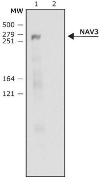 Anti-NAV3 (C-terminal) antibody produced in rabbit ~1&#160;mg/mL, affinity isolated antibody, buffered aqueous solution