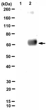 Anti-Kynurenine Antibody, clone 11F9