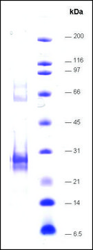 LXR&#945;-ligand binding domain (215-667) human recombinant, expressed in E. coli, &#8805;70% (SDS-PAGE)