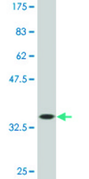 Monoclonal Anti-TBX2, (C-terminal) antibody produced in mouse clone 3B2, ascites fluid